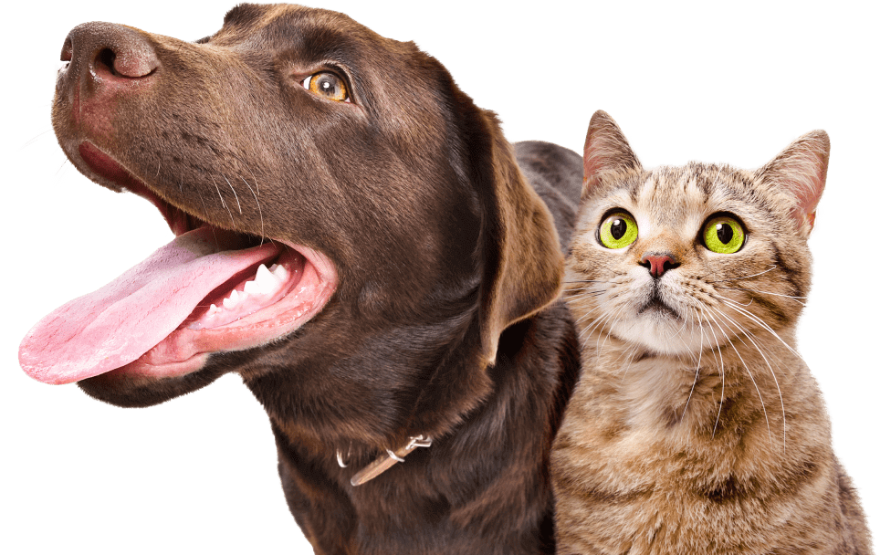 Защита собак и кошек от клеща